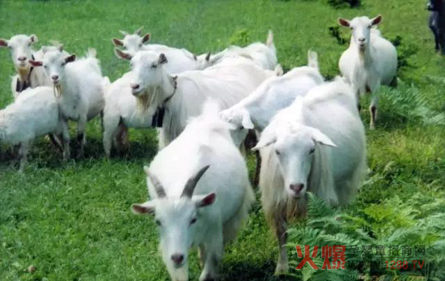 羊奶粉.jpg
