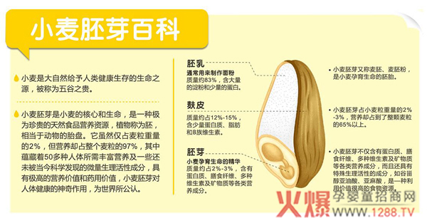 小麦胚芽百科.jpg
