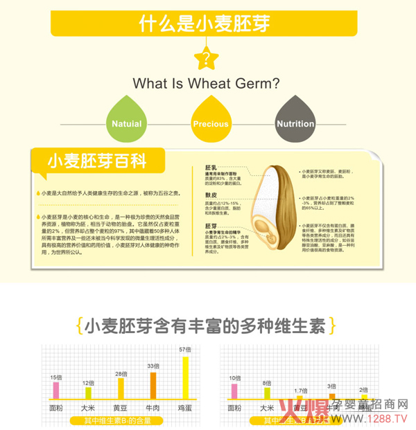 小麦胚芽百科.jpg