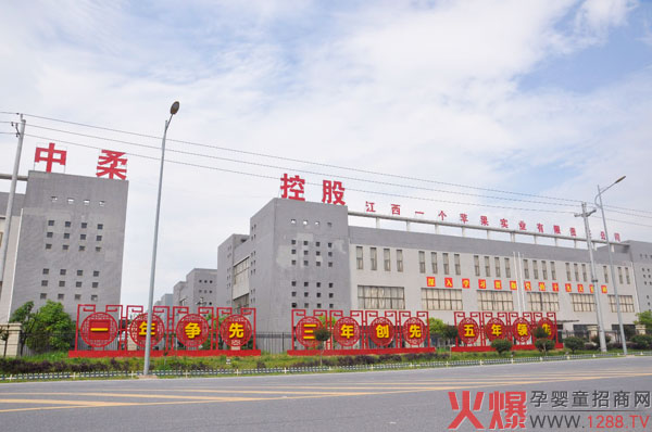 榄菊.jpg
