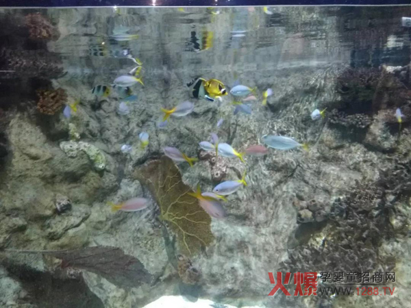 丰富多彩的海洋世界.jpg