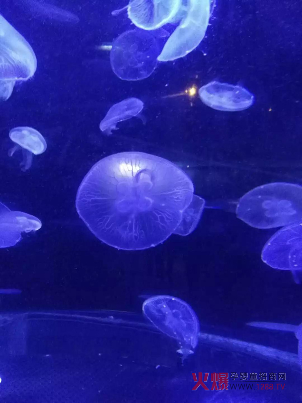 梦幻般的水母.jpg