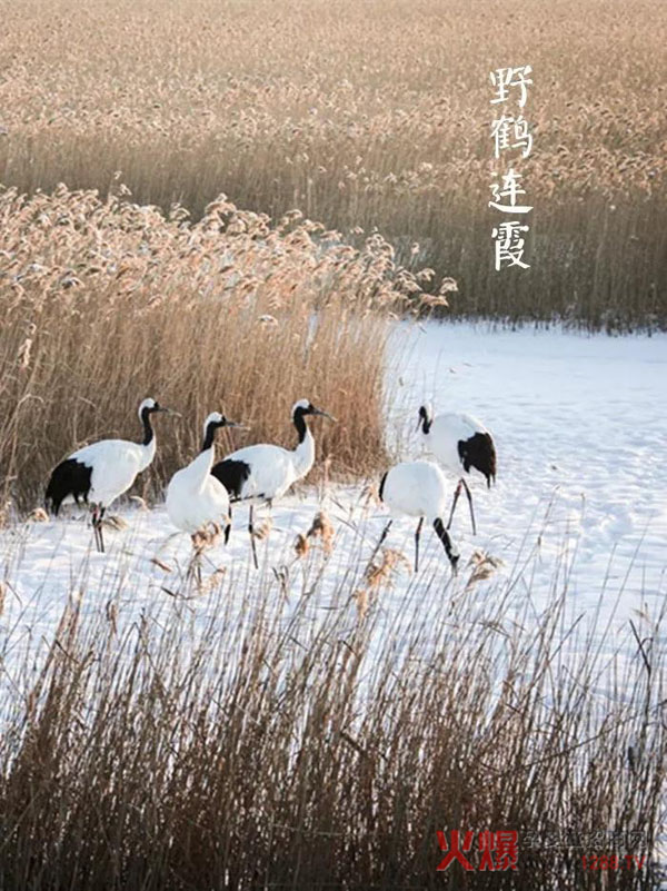大雪诗词2.jpg