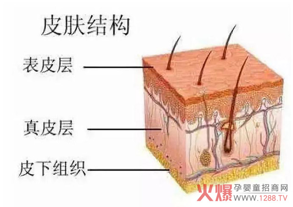 皮肤结构.jpg