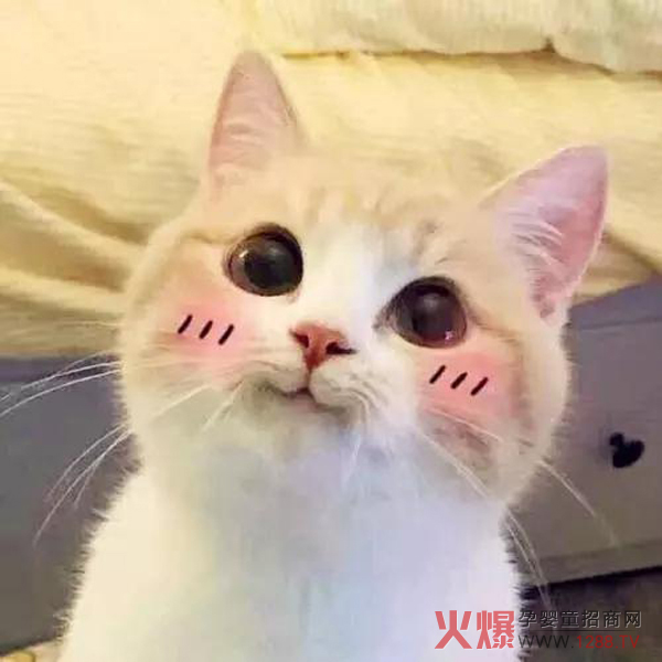 可爱小猫.jpg