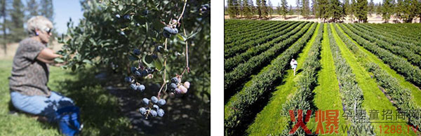 原料产地.jpg 原料产地.jpg