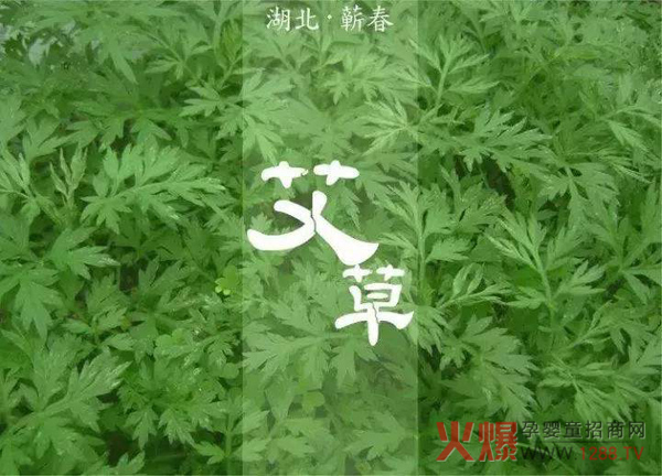 蕲艾.jpg