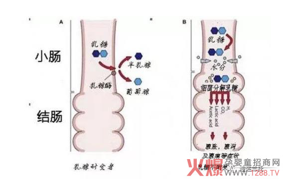 乳糖不耐受为何会导致腹泻？.jpg