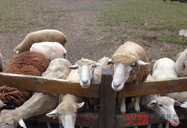 羊奶粉供应端紧张趋势3-5年暂时不会缓解？1.jpg