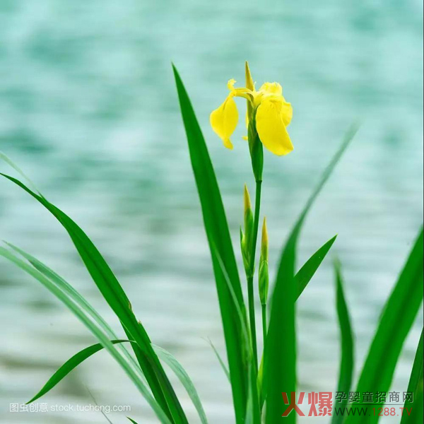 【端午节大PK】朵爱带你看南北习俗大差异3.jpg