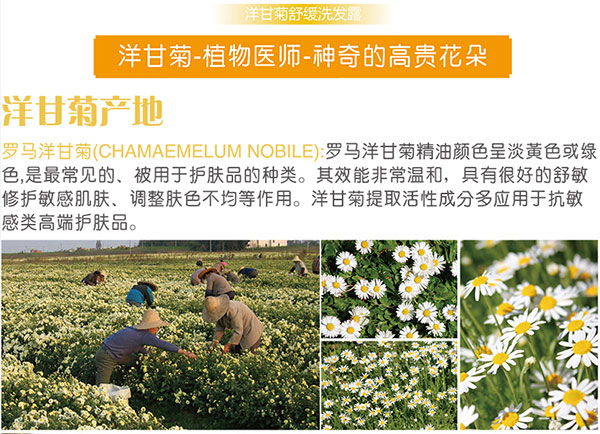洋甘菊产地.jpg