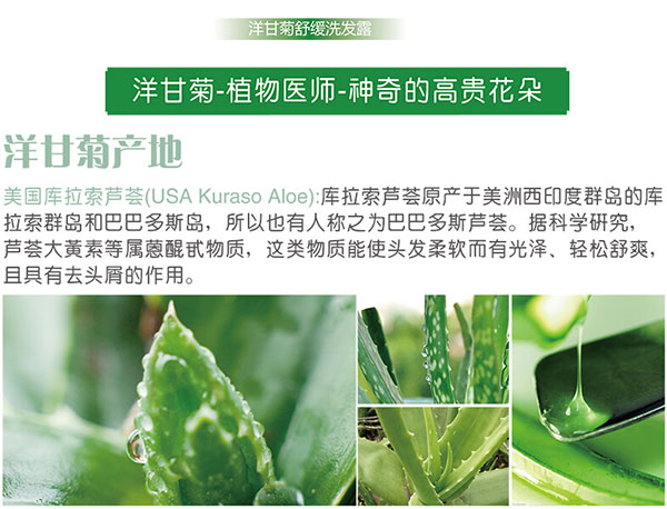 洋甘菊.jpg