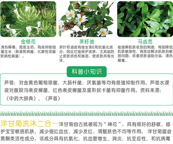 洋甘菊.jpg