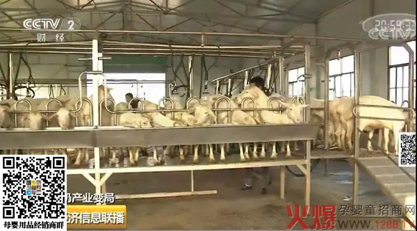 羊奶粉销量下降10%？问题源头在哪里5.jpg