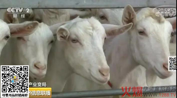 羊奶粉销量下降10%？问题源头在哪里6.jpg