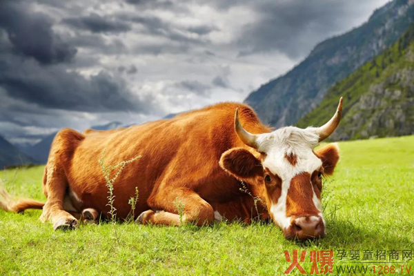 从“中国牛”变成“国际牛”，蒙牛向世界展现中国乳企魅力3.jpg
