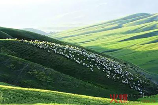 爱能特牧场.jpg