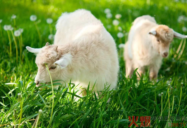 趁势追击，细分升级加速羊奶粉拓市场！5.jpg