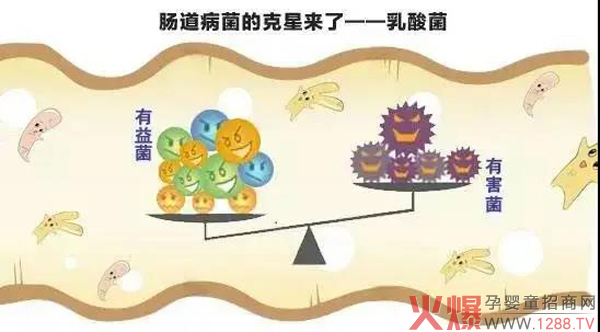 食用爱能特乳酸菌配方奶粉的四个阶�?.jpg