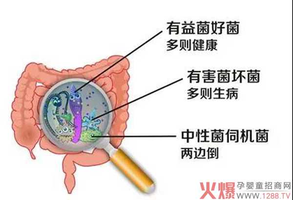 食用爱能特乳酸菌配方奶粉的四个阶�?.jpg