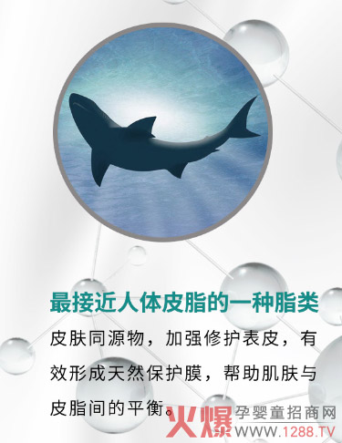 角鲨�.jpg