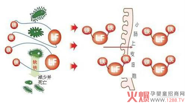 施百利带你一起了解乳铁蛋白的秘密5.jpg