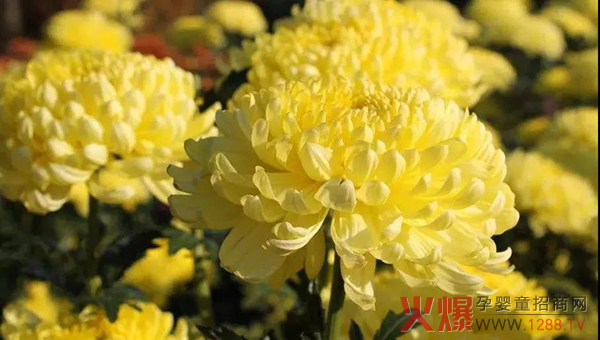 赏菊.jpg