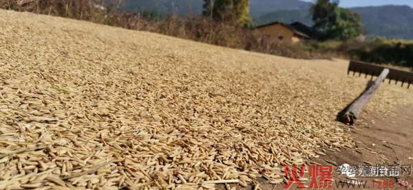 永润食品有机大米丰收�?.jpg