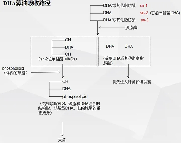 DHA藻油吸收路径.webp.jpg